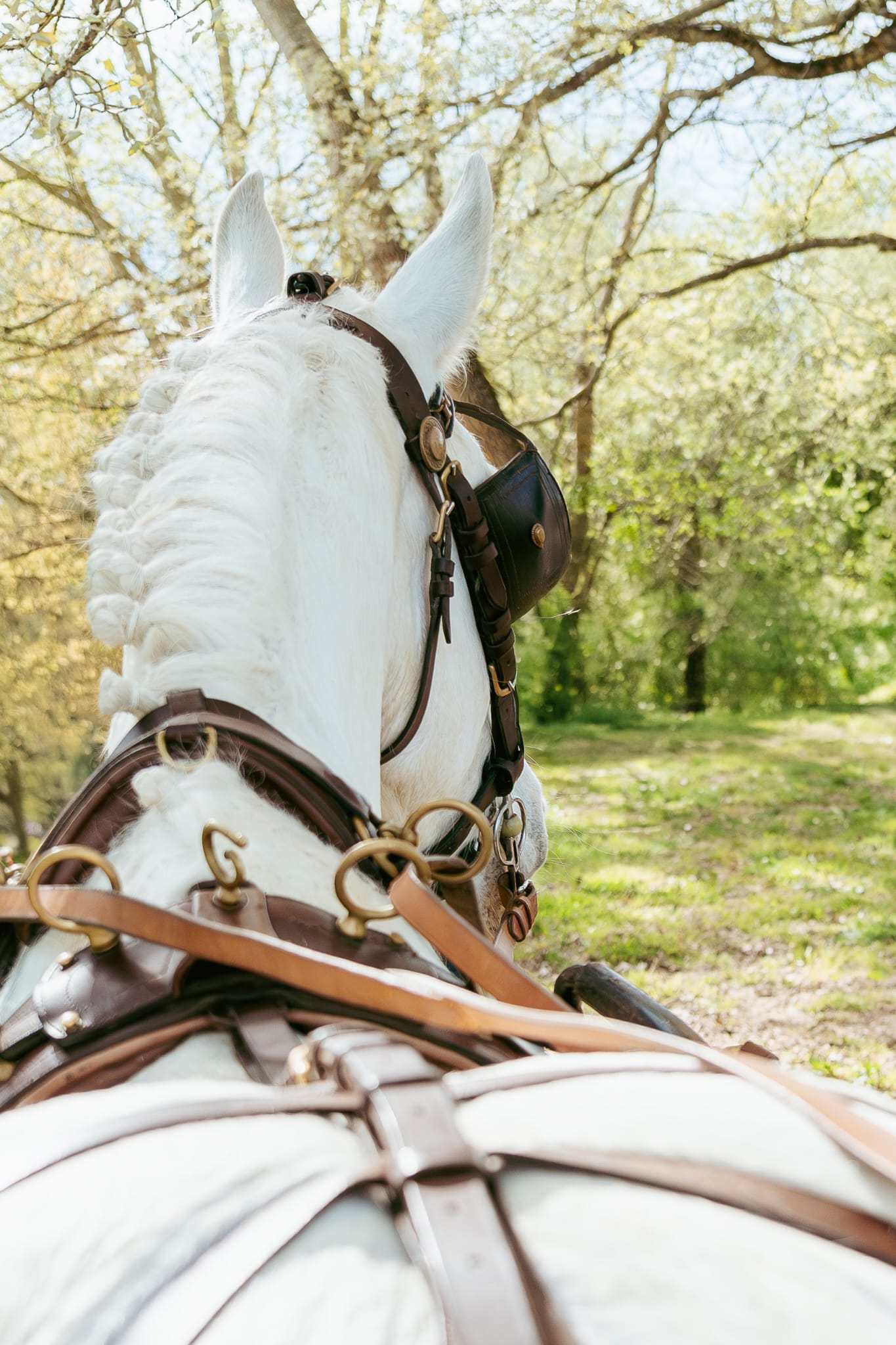 Attelage cheval Les Traits de Gaia en Gironde