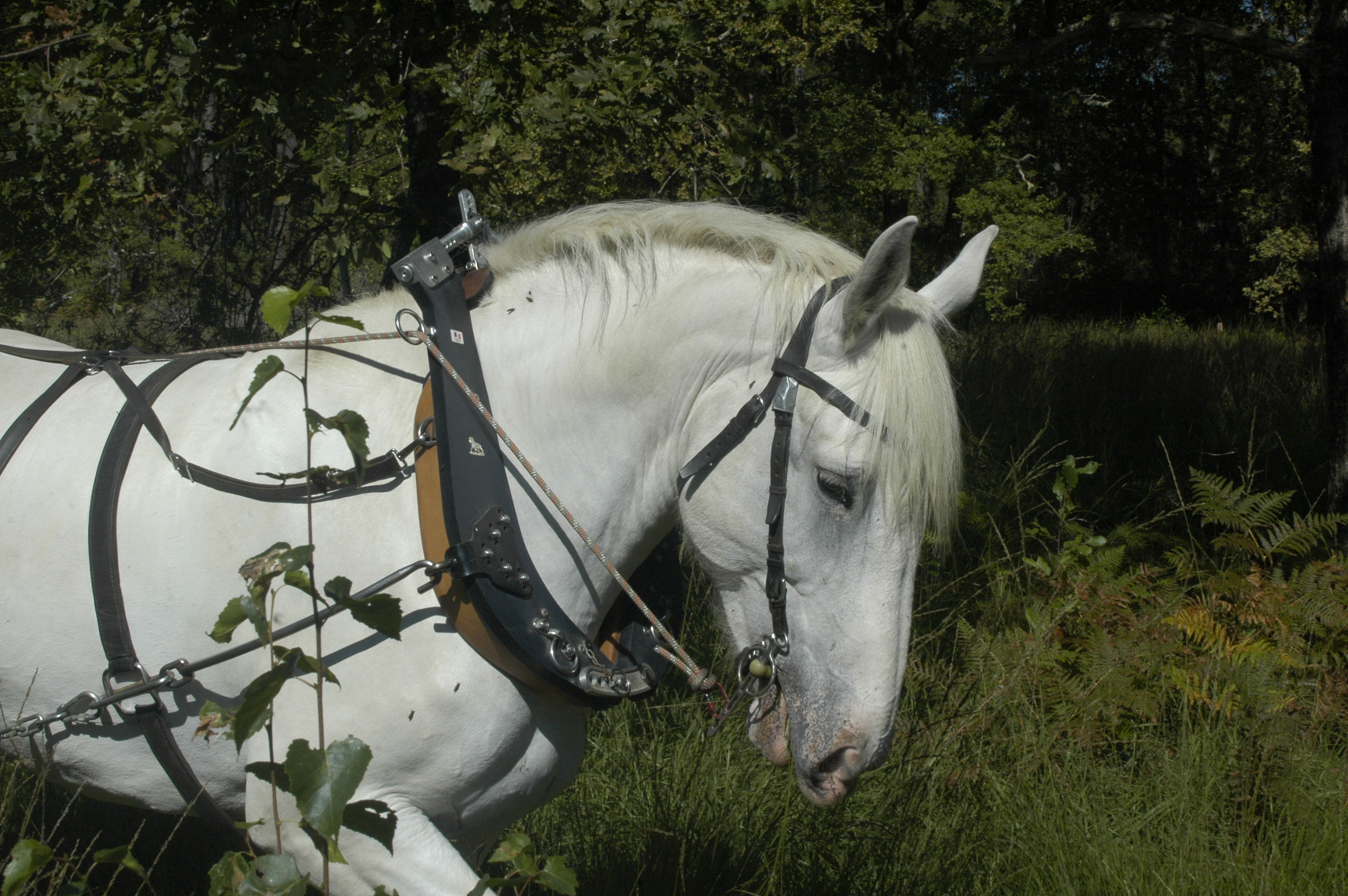 Cheval Idole Les Traits de Gaia