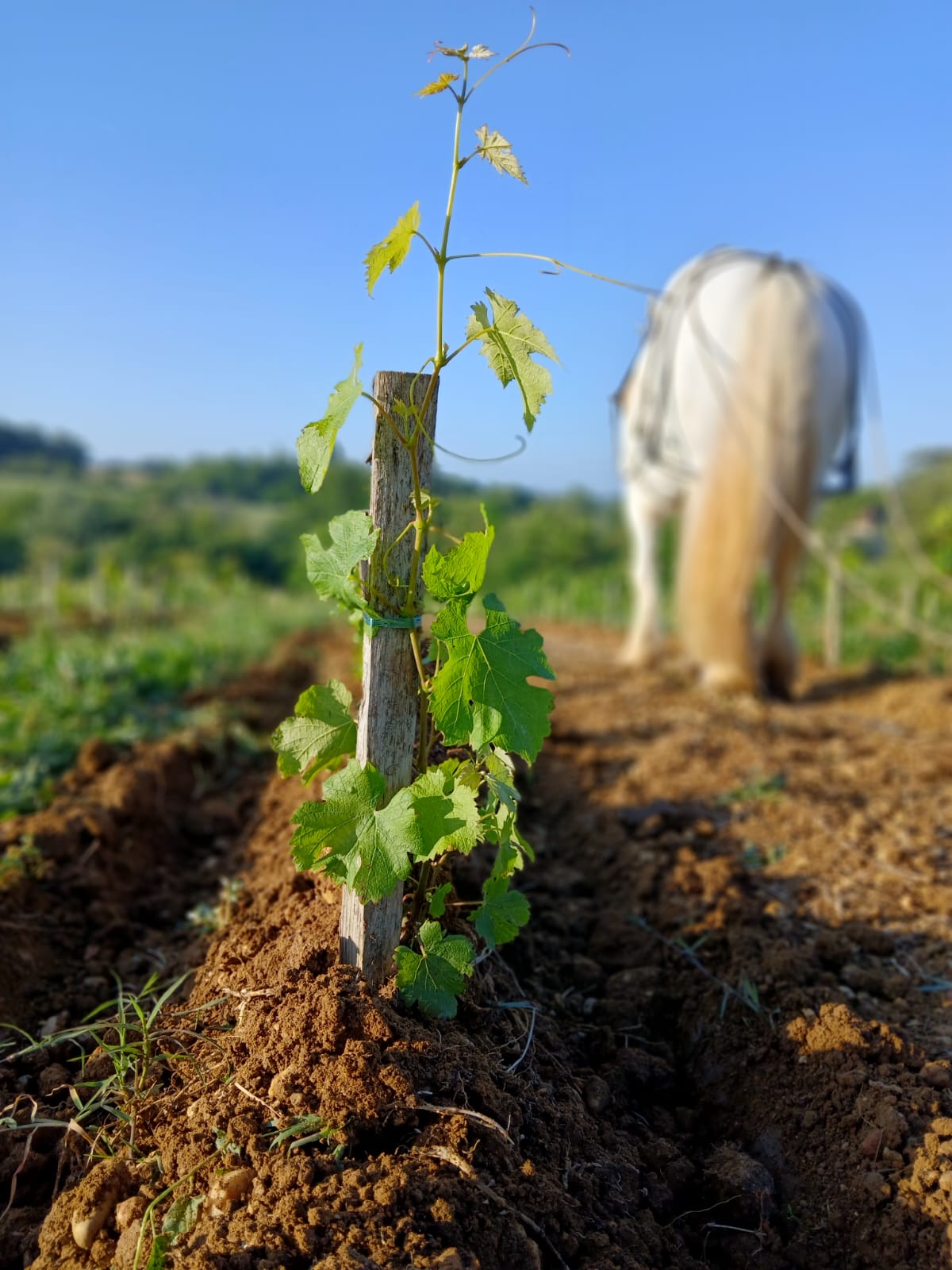 Travail de la vigne au cheval Les Traits de Gaia