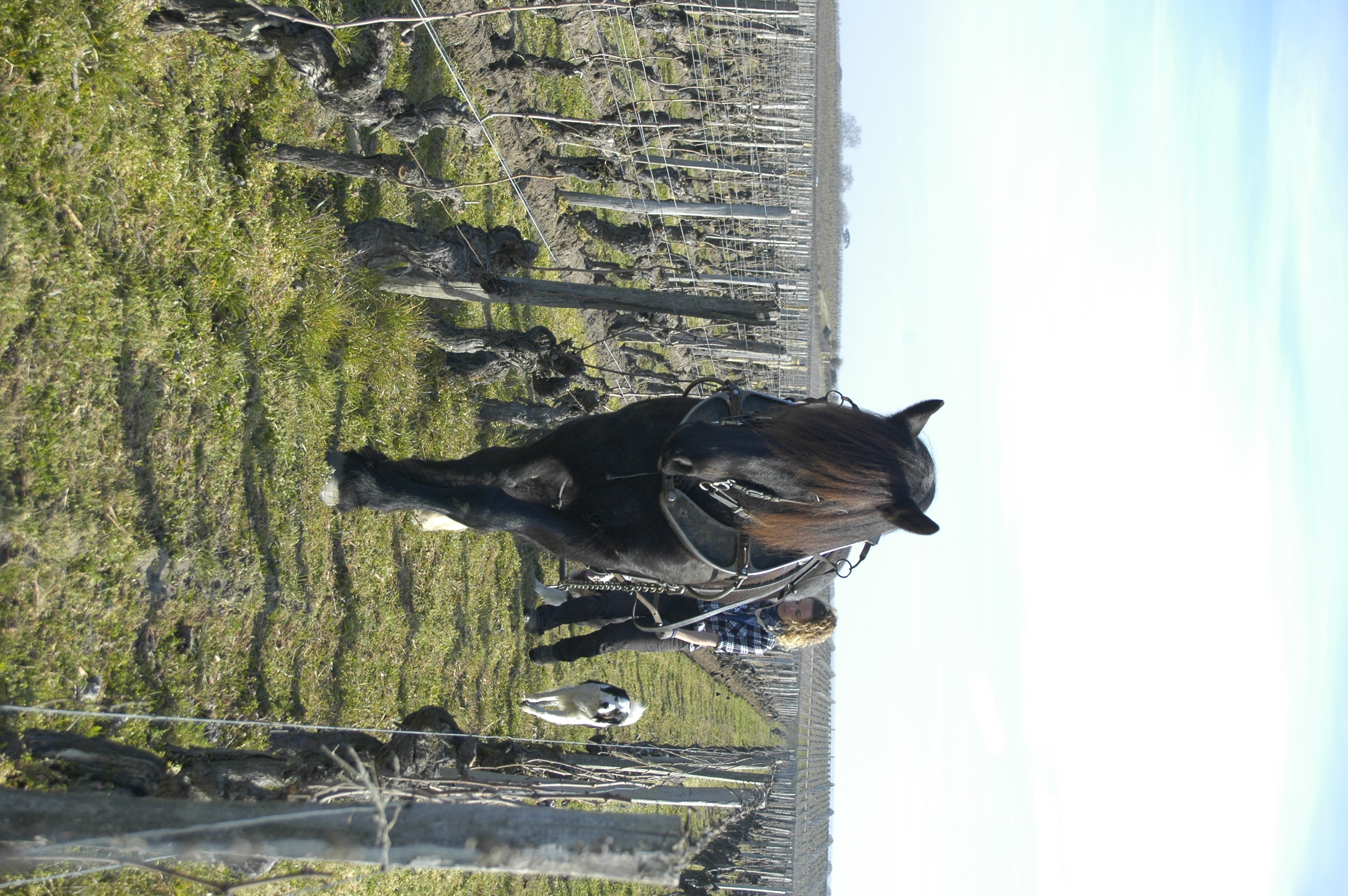 Travail du sol en vigne au cheval Les Traits de Gaia Gironde
